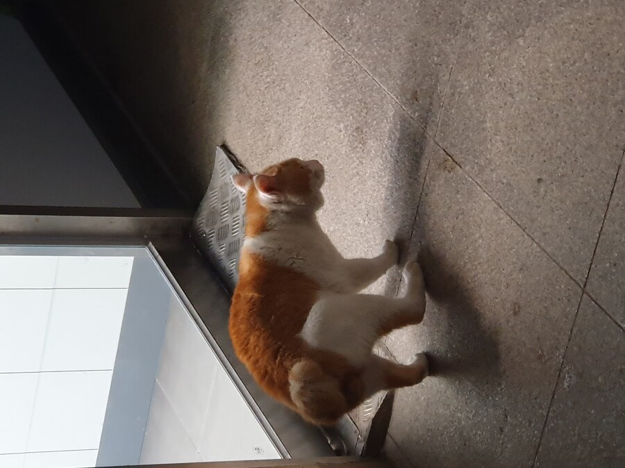 편냥이)쫓껴남_2.jpg