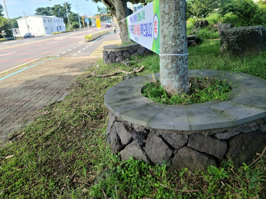 제주 환상 자전거길 234km 도보여행 6일차 完 -스압주의-_86.jpg
