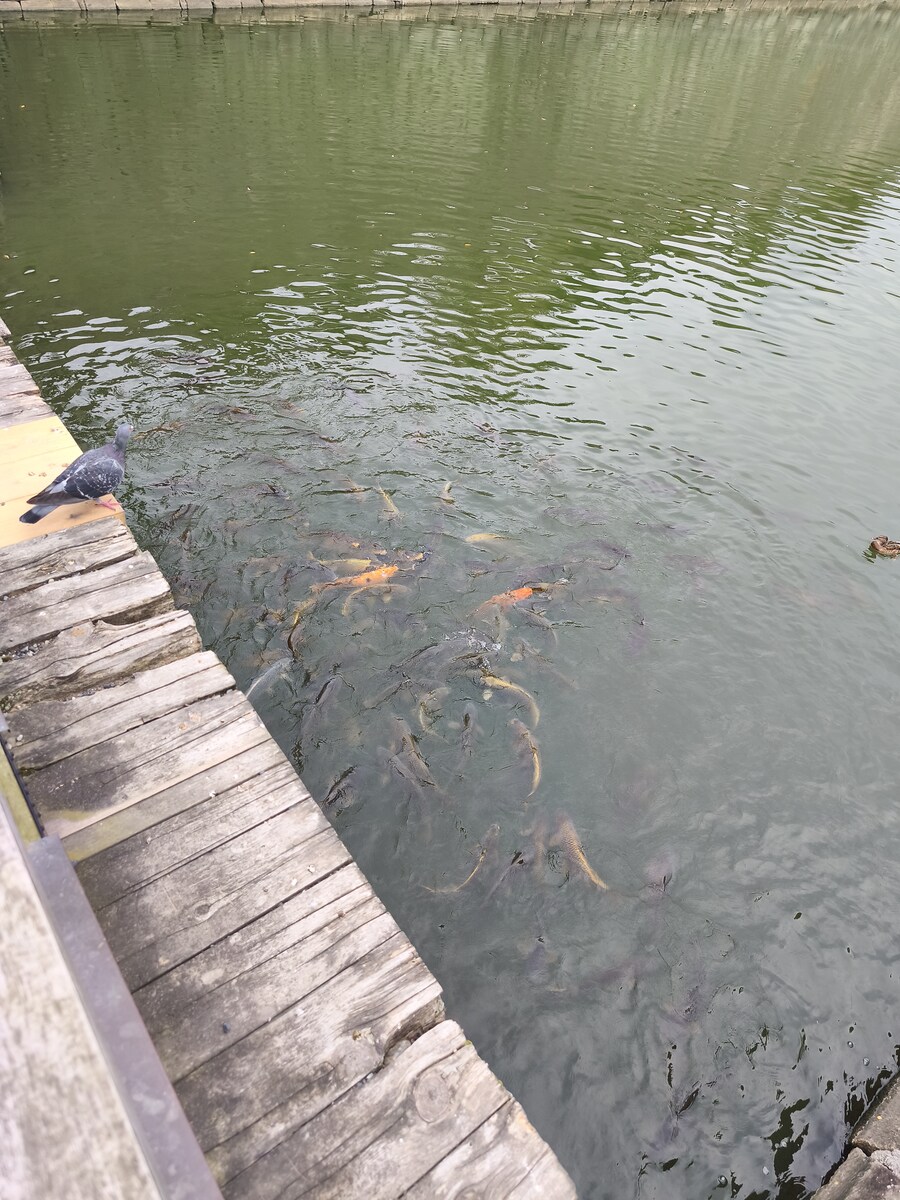 교토 오사카 여행 1_53.jpg