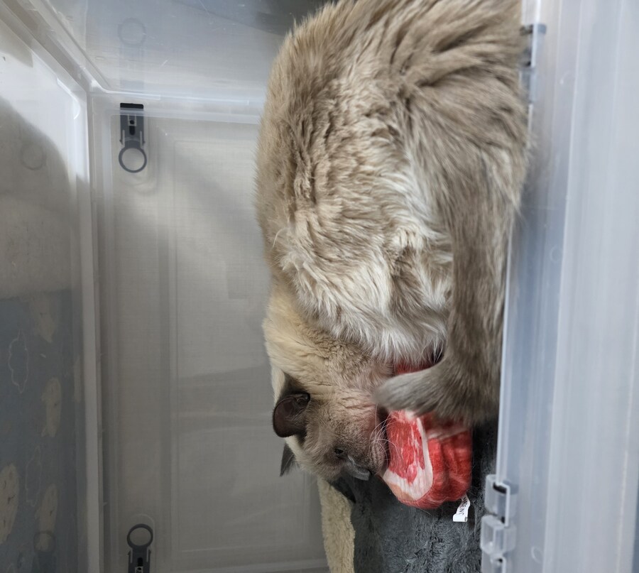 아픈 냥이들과 자금난_8.jpg