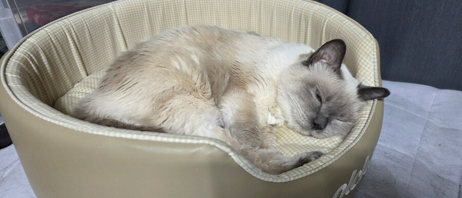 아픈 냥이들과 자금난_10.jpg