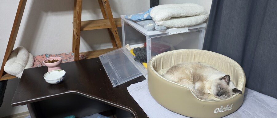 아픈 냥이들과 자금난_11.jpg