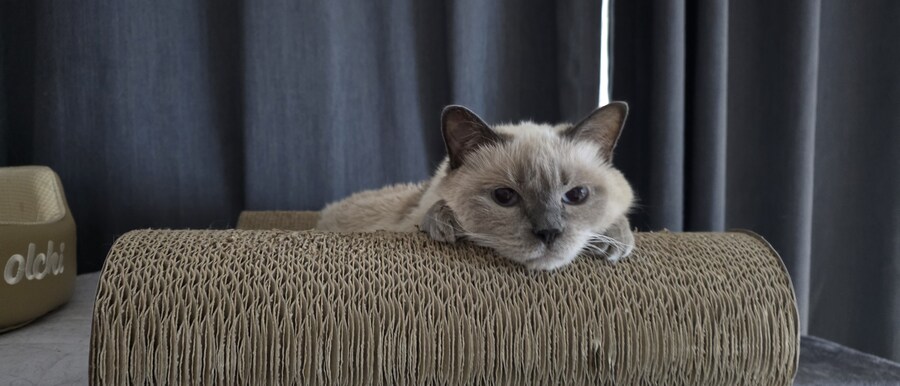 아픈 냥이들과 자금난_12.jpg