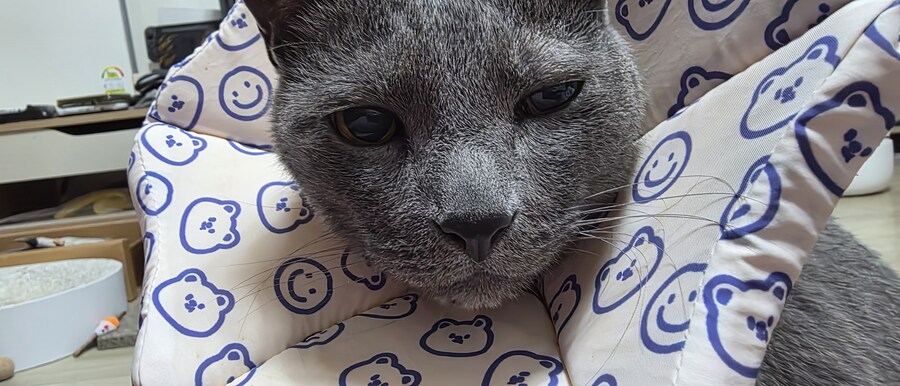 아픈 냥이들과 자금난_6.jpg