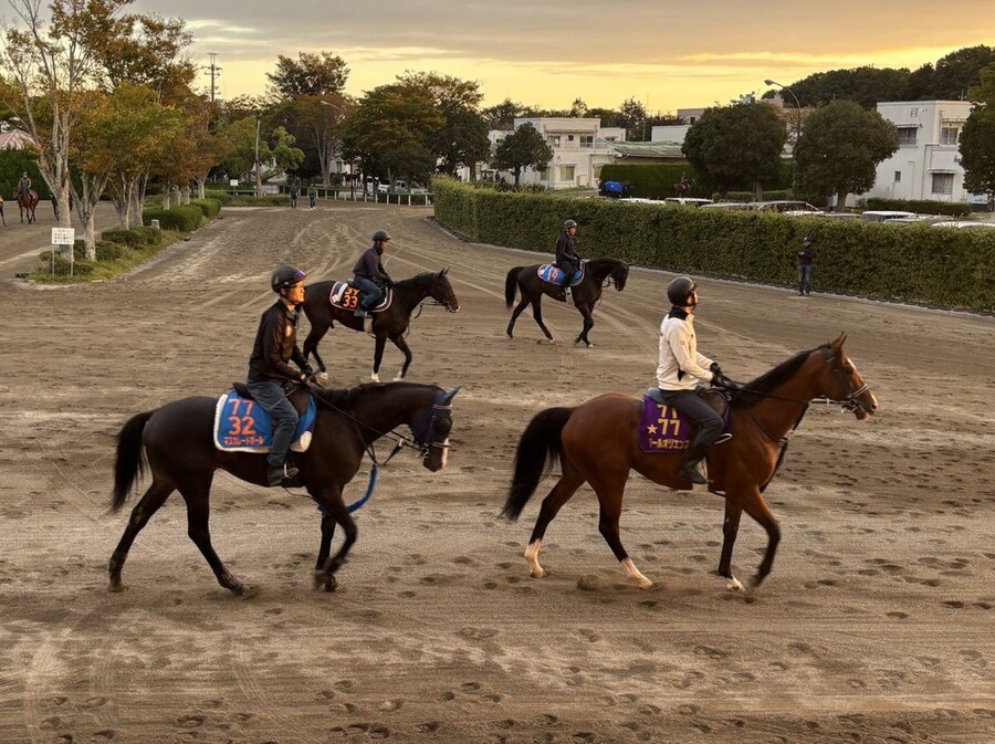 경마) / 말딸) 천황상 가을 2주 남았군_3.jpg