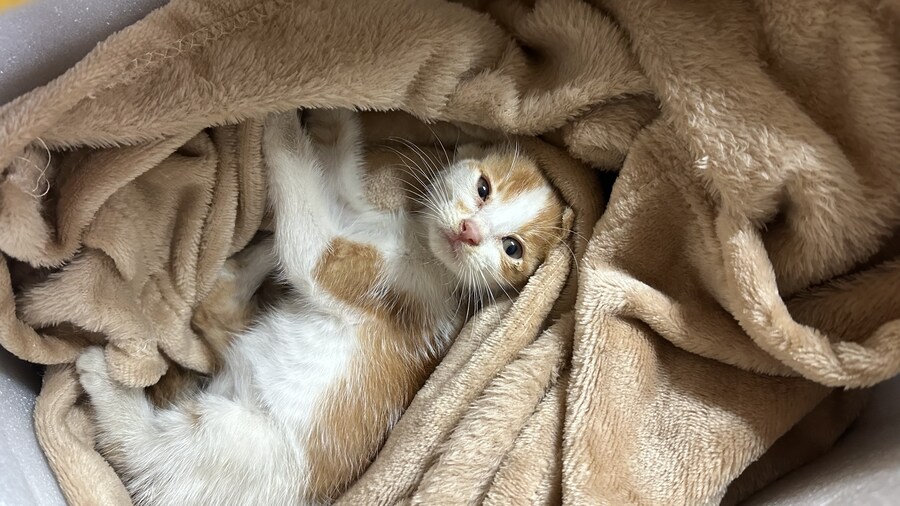 새끼고양이가 결국 죽었다_4.jpg