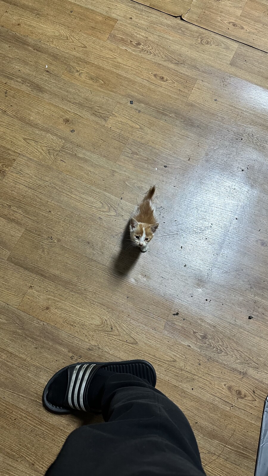 새끼고양이가 결국 죽었다_6.jpg