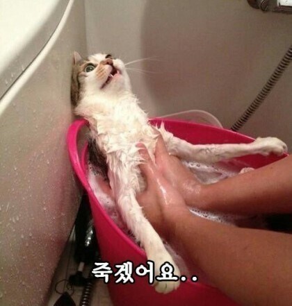 추탭갈)버튜버 클립 재미있는거 가져오면_1.jpg