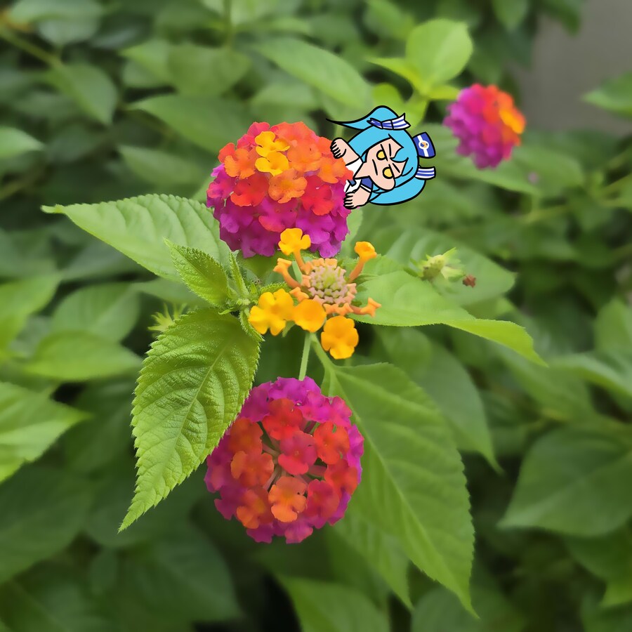라오)잘자요LRL_1.png