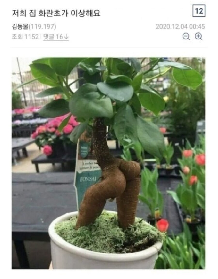 좋은말 양파가 예쁘게 잘 자란다면_1.jpg