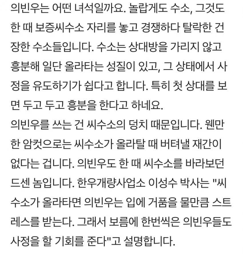 2등이된 씨수소는 암컷역할을한다_2.webp