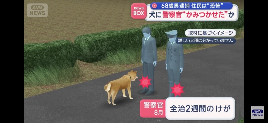 일본)개가 개를 키우는 개판인 상황_5.jpg