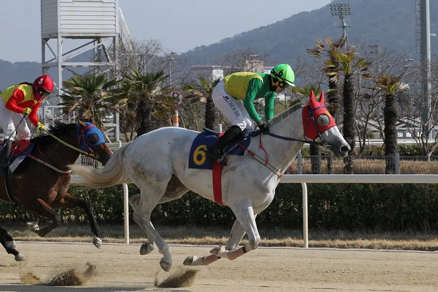 경마) 한국 경마에서 이어지는 라이벌 서사_1.webp