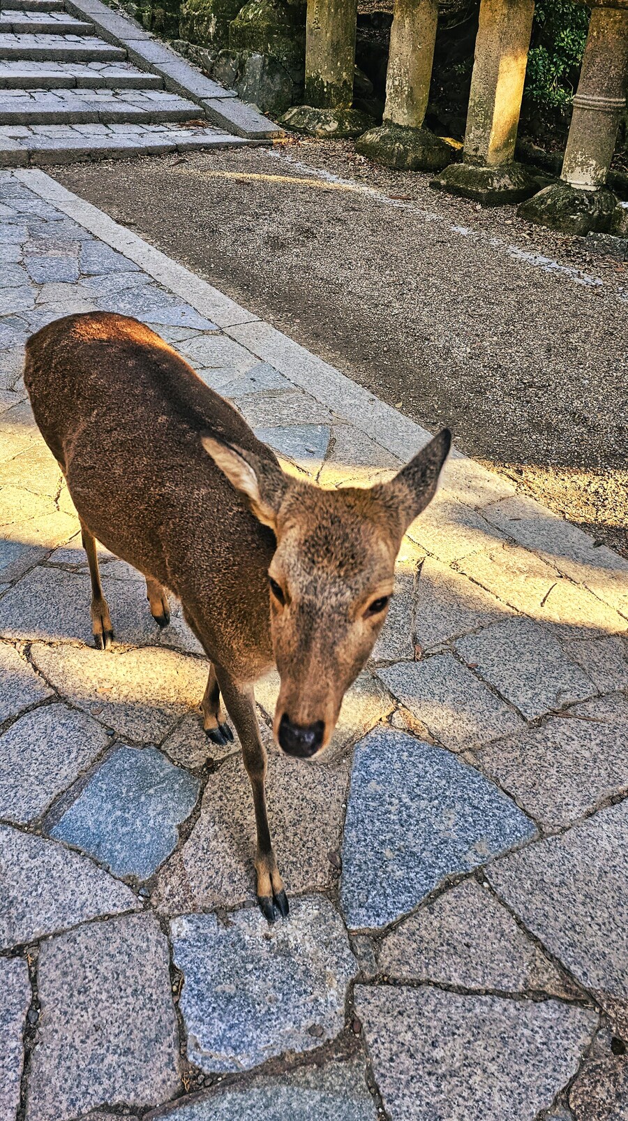 [스압초주의] " 간사이 오사카, 고베, 교토, 나라 여행 일기... "_180.jpg