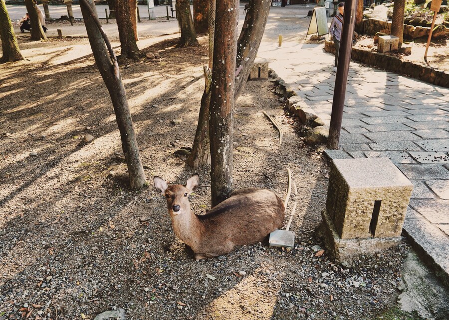 [스압초주의] " 간사이 오사카, 고베, 교토, 나라 여행 일기... "_196.jpg