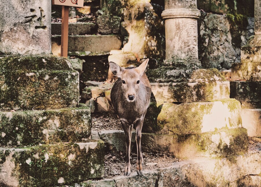 [스압초주의] " 간사이 오사카, 고베, 교토, 나라 여행 일기... "_203.jpg