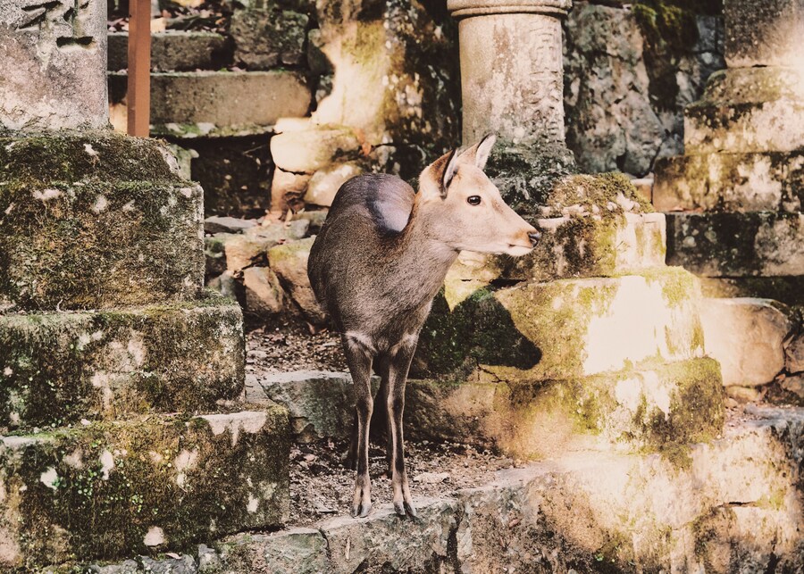 [스압초주의] " 간사이 오사카, 고베, 교토, 나라 여행 일기... "_204.jpg