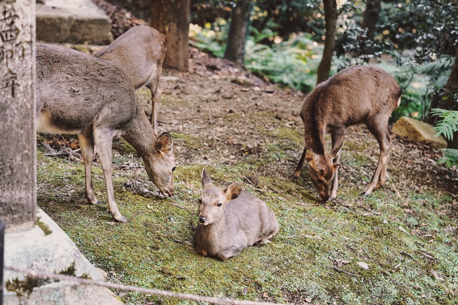 [스압초주의] " 간사이 오사카, 고베, 교토, 나라 여행 일기... "_228.jpg