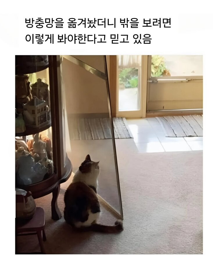 방충망을 옮겨놨더니 | 인스티즈