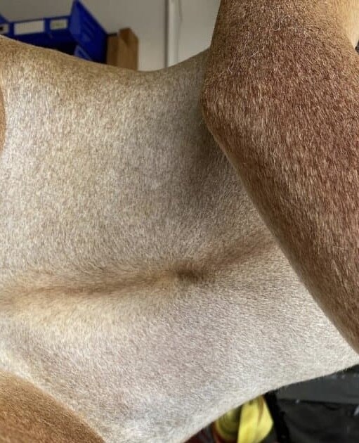 매우 수상한 꽃사슴.jpg_1.jpg