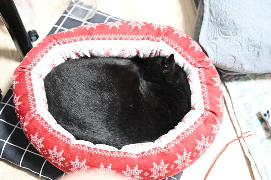 괭이 키우면 밤에 보게되는 모습_4.jpg