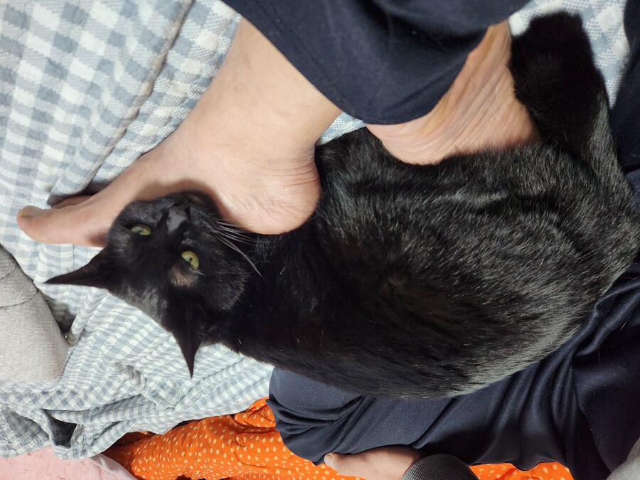 괭이 키우면 밤에 보게되는 모습_8.jpg