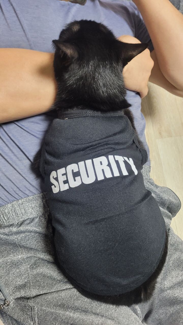 괭이 키우면 밤에 보게되는 모습_14.jpg