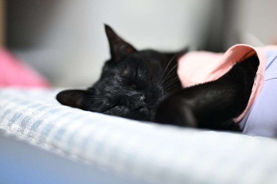 괭이 키우면 밤에 보게되는 모습_16.jpg