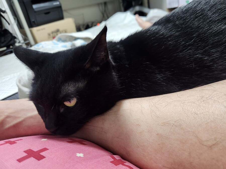 괭이 키우면 밤에 보게되는 모습_17.jpg