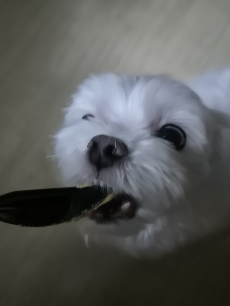버튜버)도라 대장네 멍멍이 근황_2.jpg