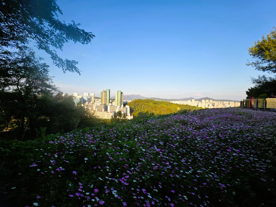 서울억새축제 (스압주의)_8.png