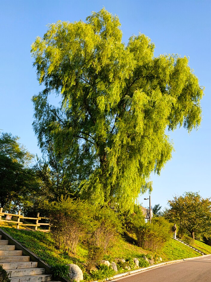 서울억새축제 (스압주의)_10.png