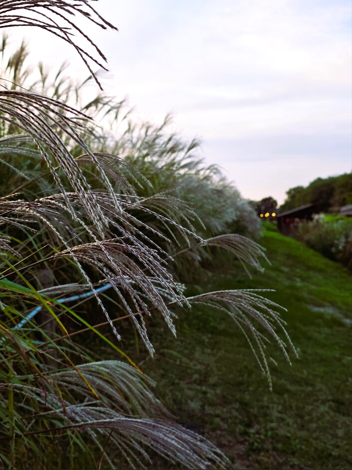 서울억새축제 (스압주의)_11.png