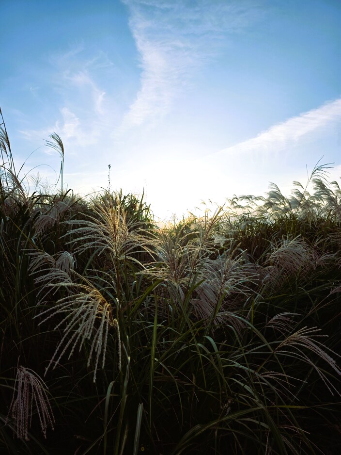 서울억새축제 (스압주의)_16.png