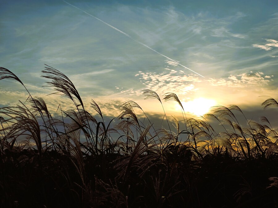 서울억새축제 (스압주의)_25.png