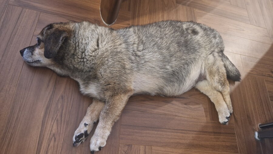 충격)사람에게 학대당한 강아지_2.jpg