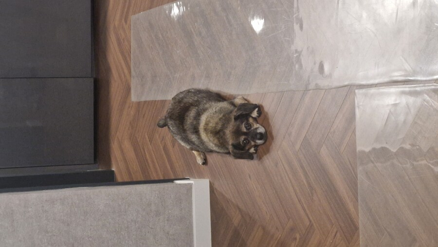 충격)사람에게 학대당한 강아지_3.jpg