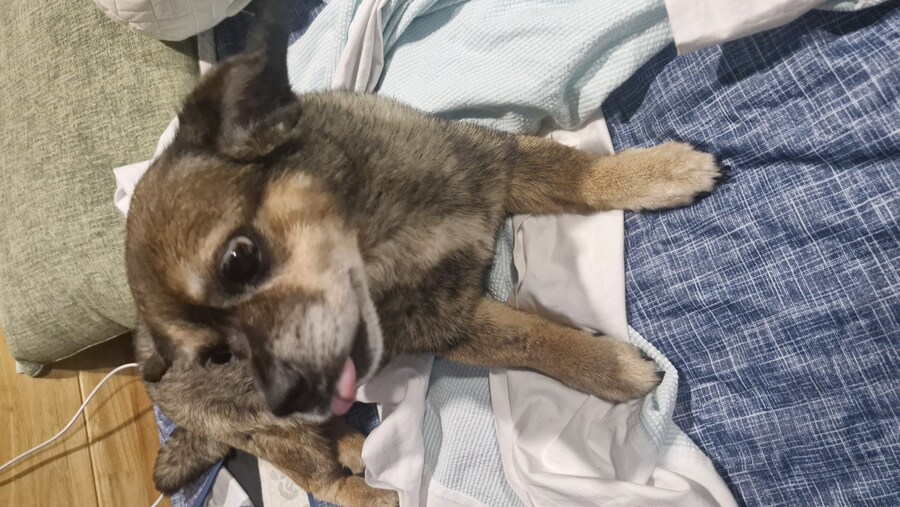 충격)사람에게 학대당한 강아지_8.jpg