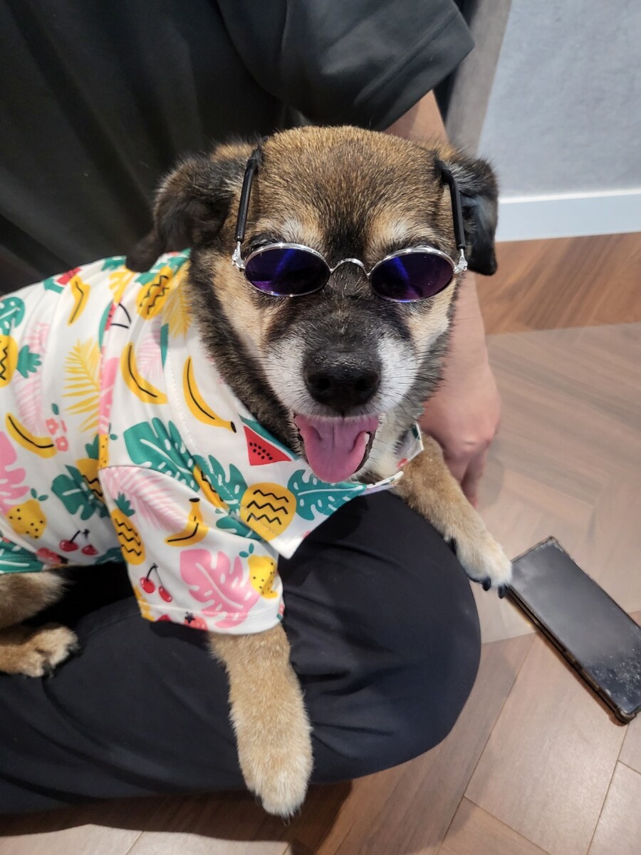 충격)사람에게 학대당한 강아지_12.jpg