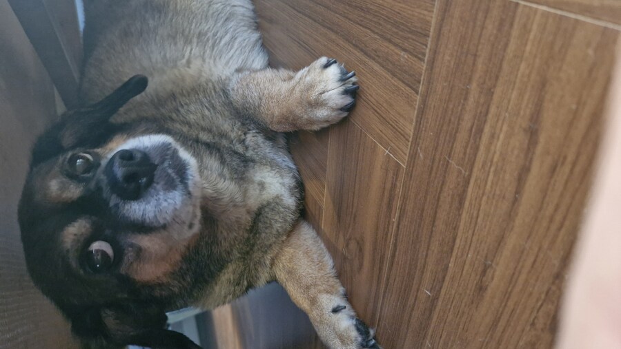 충격)사람에게 학대당한 강아지_20.jpg