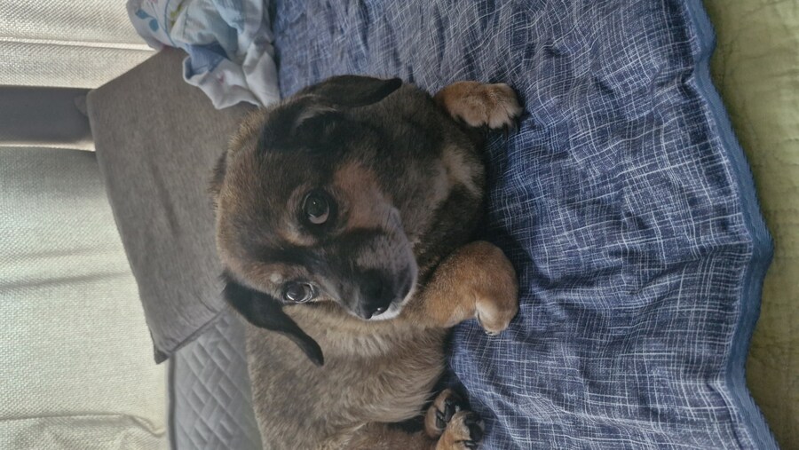 충격)사람에게 학대당한 강아지_25.jpg