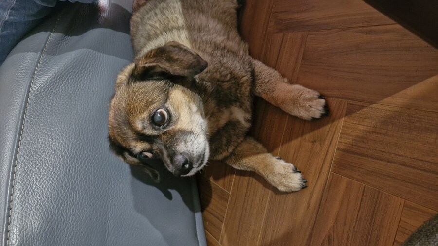 충격)사람에게 학대당한 강아지_26.jpg