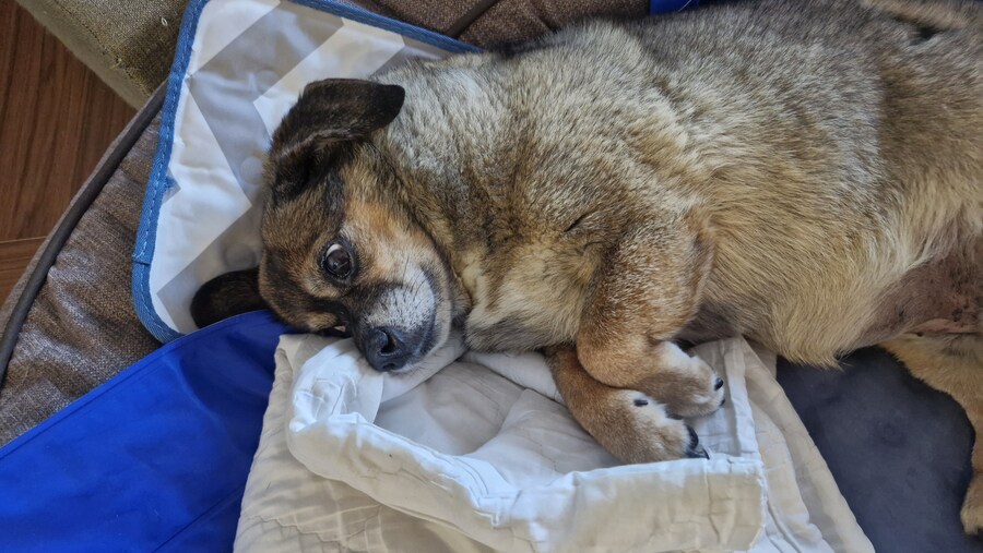 충격)사람에게 학대당한 강아지_28.jpg