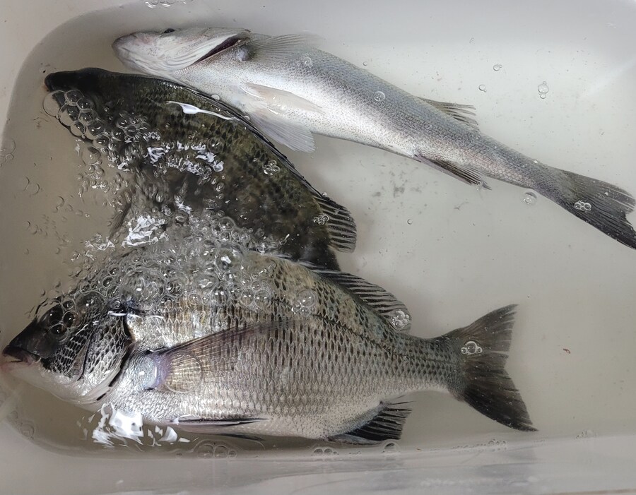 감성돔 낚시 다녀왔습니다._2.jpg