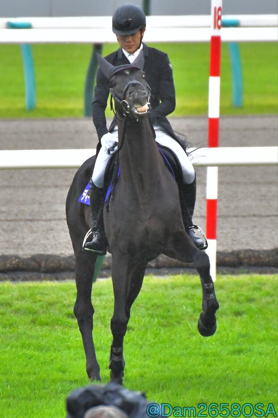 경마) 유도마가 된 딥본드 특_1.png