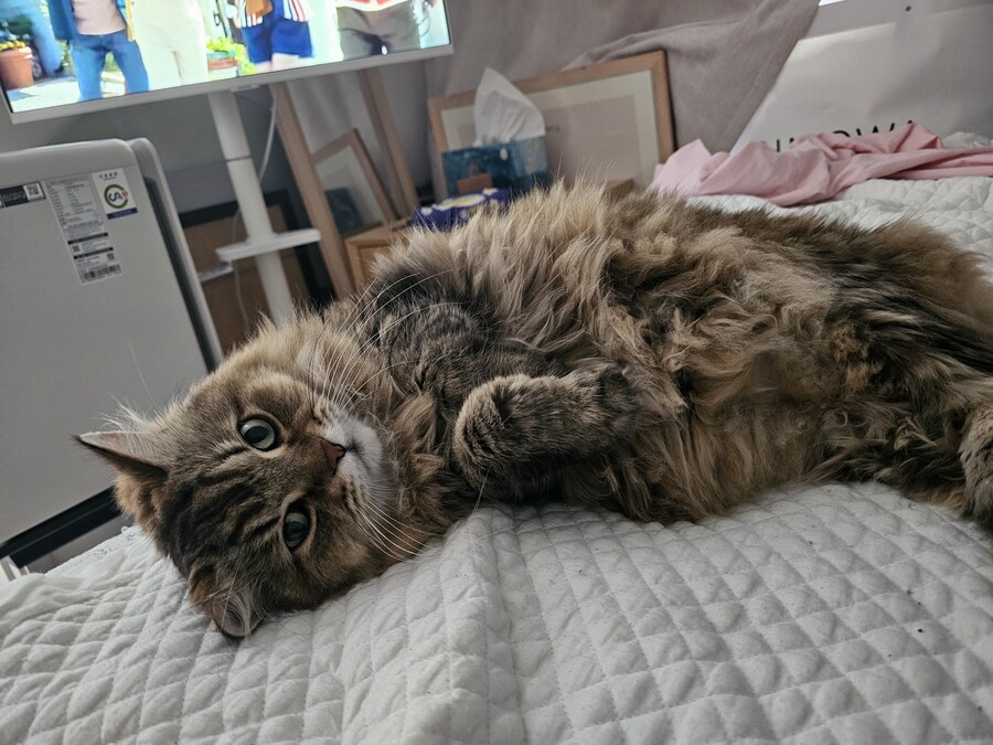 요즘 동거 코고는 소리 때문에 너무 힘들다..(인증)_7.jpg