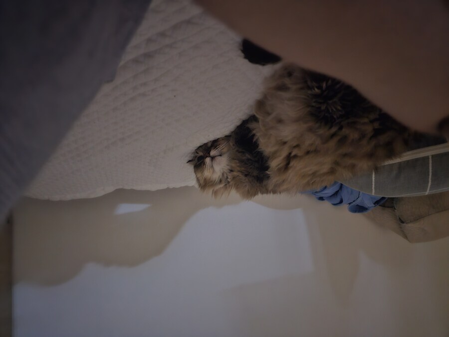 요즘 동거 코고는 소리 때문에 너무 힘들다..(인증)_12.jpg