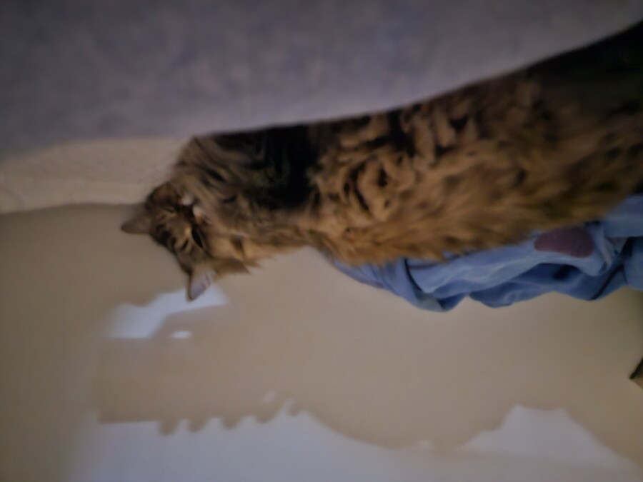 요즘 동거 코고는 소리 때문에 너무 힘들다..(인증)_16.jpg