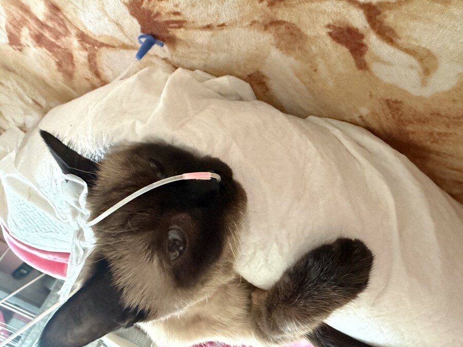 연순이(19세)가 무지개 다리를 건넜습니다._2.jpg