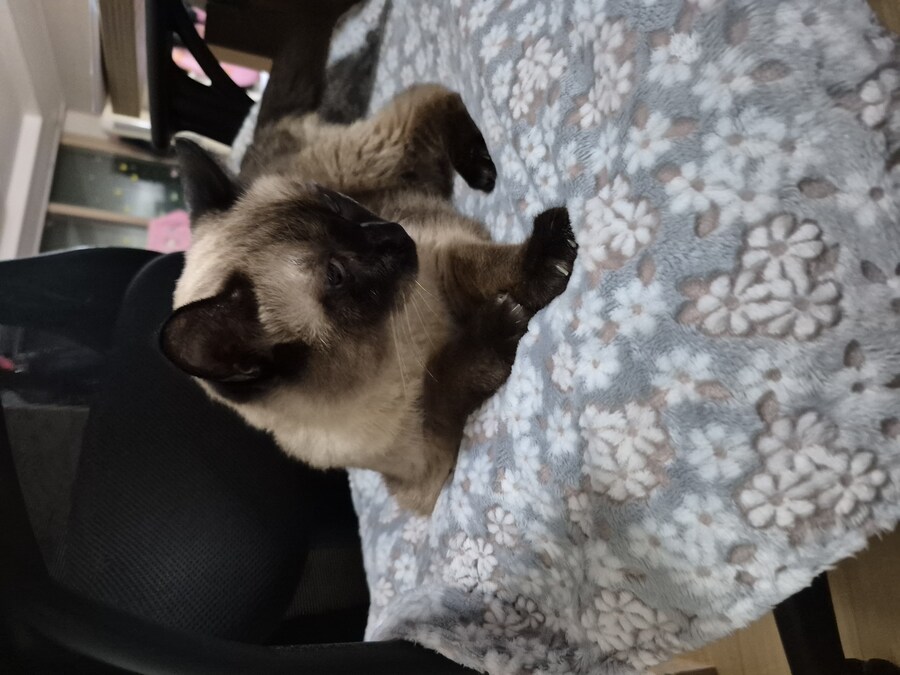 연순이(19세)가 무지개 다리를 건넜습니다._5.jpg